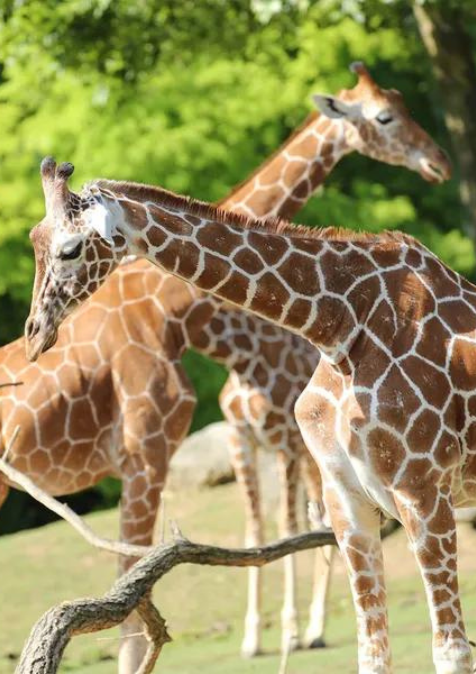 zoo de branféré