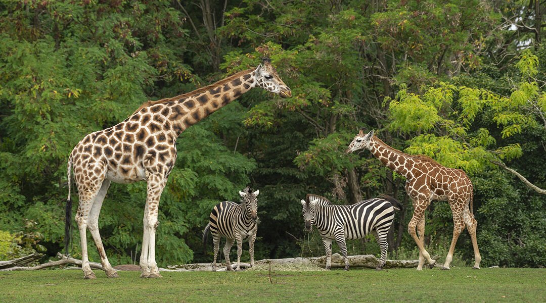 3 zoos du grand ouest à découvrir sur Nextoyou