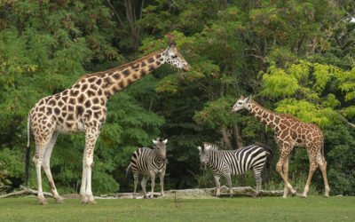 3 zoos du grand ouest à découvrir sur Nextoyou